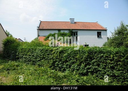 Hornbeam-Hedge en forme Banque D'Images