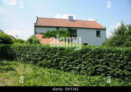 Hornbeam-Hedge en forme Banque D'Images