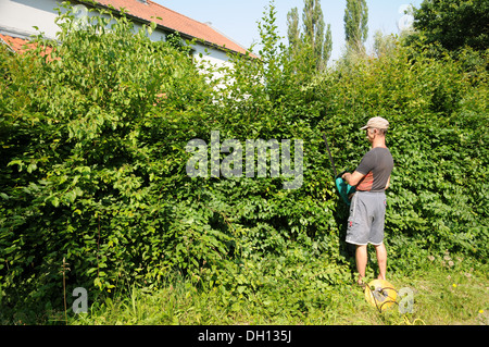 L'Hornbeam-Hedge Banque D'Images