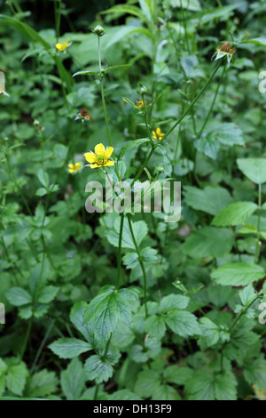 Geum urbanum benoîte, Banque D'Images