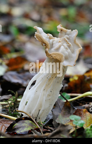 White Saddle ou Helvella Helvella crispa - Banque D'Images