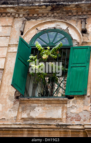 Une plante verte dépasse d'une fenêtre avec volets en bois vert au-dessus d'une rue de ville de Phnom Penh, Cambodge. Banque D'Images