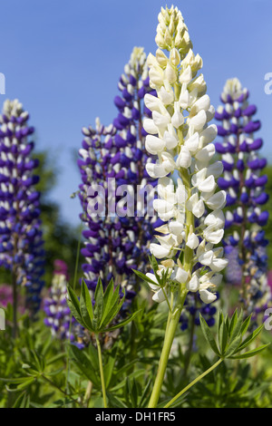 lupins Banque D'Images