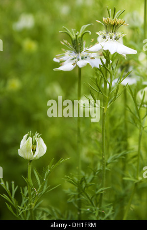 carvi noir Banque D'Images