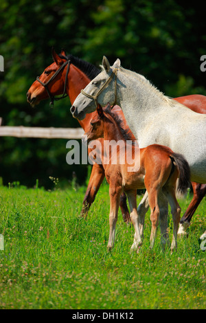 Chevaux Lippizan, Germany, Europe Banque D'Images