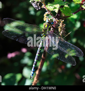 Le Sud de l'Homme Bleu / Hawker Aeshna cyanea Darner. Banque D'Images