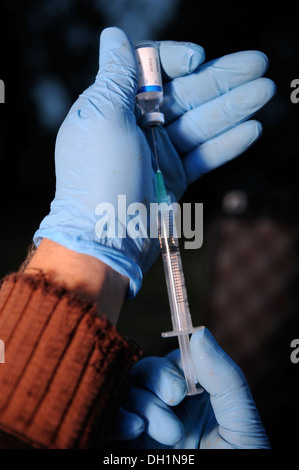 Le programme de vaccination contre la tuberculose du blaireau à Gloucestershire Wildlife Trust's Greystones Farm près de Bourton-on-the-Water Banque D'Images