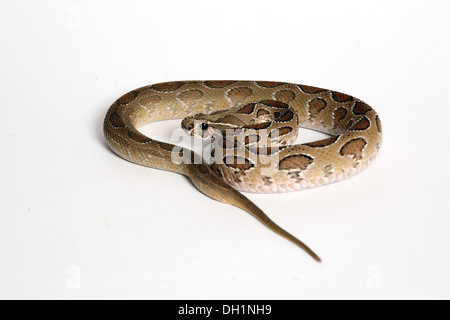 Russells Viper, Russell Viper, Russell Viper, serpent venimeux sur fond blanc, Daboia russelii , serpent venimeux Banque D'Images