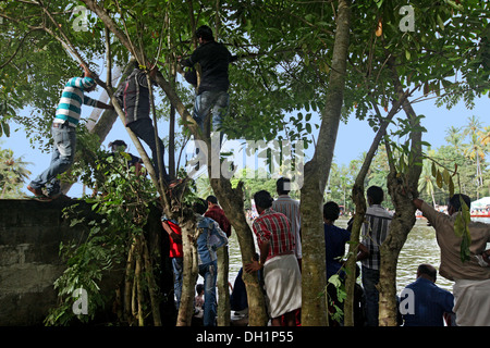 Gens montent sur les arbres pour voir les courses de bateau dans le lac Punnamada à Alleppey Inde Kerala Banque D'Images