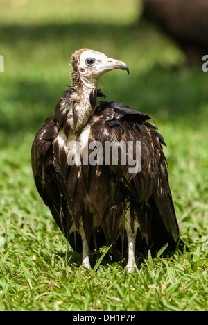 Portrait de vautour à capuchon sur le sol. Banque D'Images