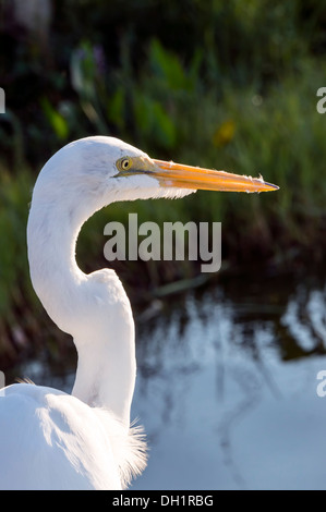 Close-up of a Snowy White Egret (Ardea alba) aussi connu comme une grande aigrette, aigrette commune ou Grand Héron blanc le long de rives du lac. Banque D'Images