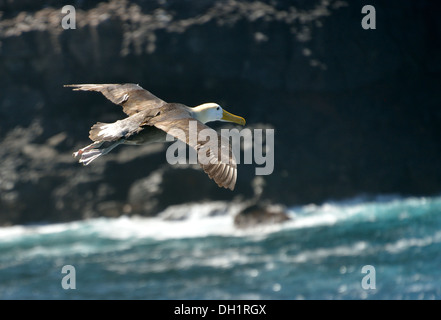 Sur l'albatros des Galapagos Galapagos île Espanola Banque D'Images