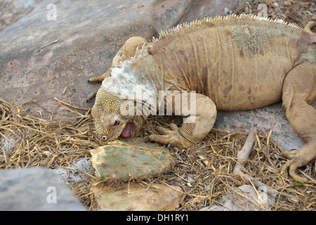 Tortue géante sur l'île de Santa Fe dans les îles Galapagos Banque D'Images