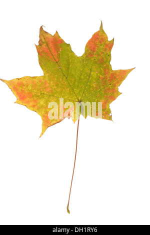 Les feuilles d'automne, photo sur le fond blanc Banque D'Images