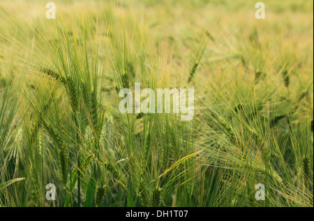 L'orge, Hordeum vulgare, de l'agriculture champ champs agricoles cultures céréales Norfolk UK Banque D'Images