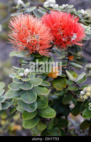 L'orange et le rouge des fleurs sur un Ohia Lehua (Metrosideros polymorpha), Unité de Kahuku, Hawai'i Volcanoes National Park, Big Island Banque D'Images