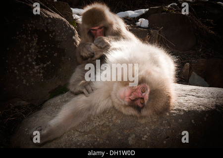 Macaque japonais (Macaca fuscata) toilettage, Jigokudani Monkey Park, Nagano, Japon Banque D'Images