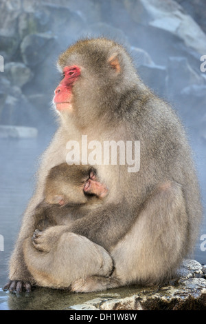 Macaque japonais (Macaca fuscata) mère tenant son bébé assis à côté d'un printemps chaud, Jigokudani, Japon Banque D'Images