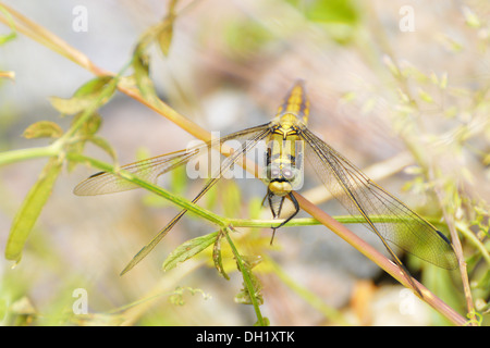 Black-tailed Skimmer Banque D'Images