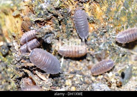 Porcellio scaber Banque D'Images