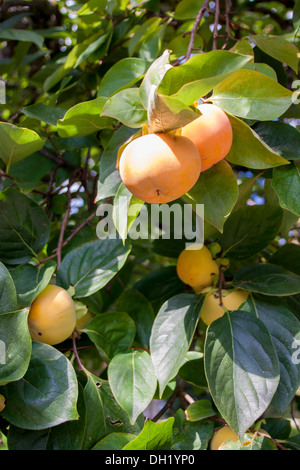 Le kaki poussant sur un arbre. Banque D'Images