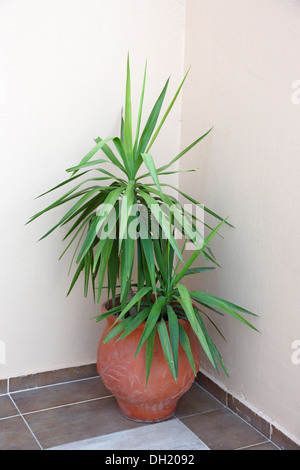 Grande plante ornementale dans un pot en céramique Banque D'Images