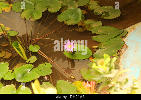 Nymphaea fleur dans un étang artificiel Banque D'Images