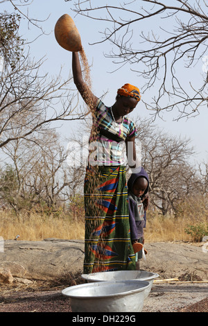 Les femmes vanner Le Sorgho, Millet après la récolte, le Burkina Faso Banque D'Images