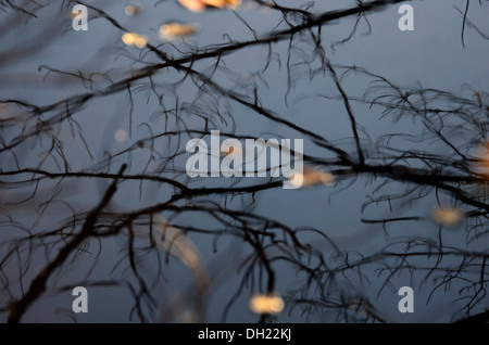 Feuilles mortes flottant au-dessus de branches reflètent dans un étang. Banque D'Images