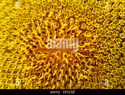 Sunflower close up Banque D'Images