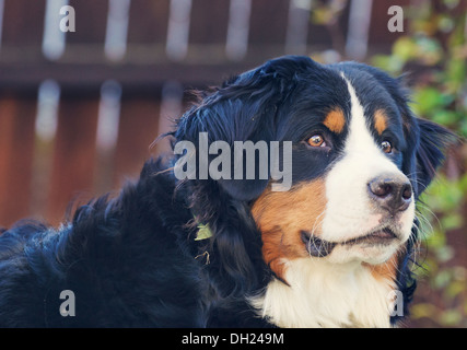 Birdie le Bouvier Bernois pousse ! Banque D'Images