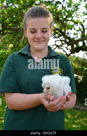 Young Girl holding Effraie des clochers (Tyto alba) à afficher, Burgh-le-Marsh, Lincolnshire, Angleterre, Royaume-Uni Banque D'Images