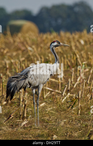 Grue cendrée (Grus grus) Banque D'Images