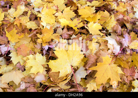 Érable Arbre feuilles tombées entassés sur terrain en automne fond Banque D'Images