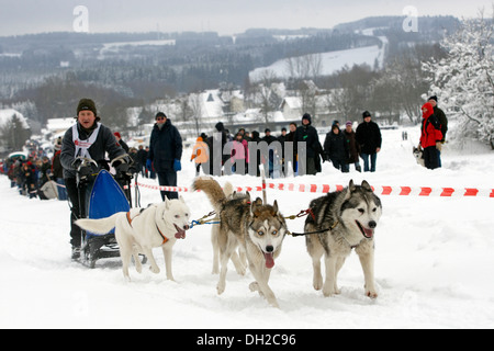 Course de chiens de traîneaux en Schutzbach, Rhénanie-Palatinat Banque D'Images