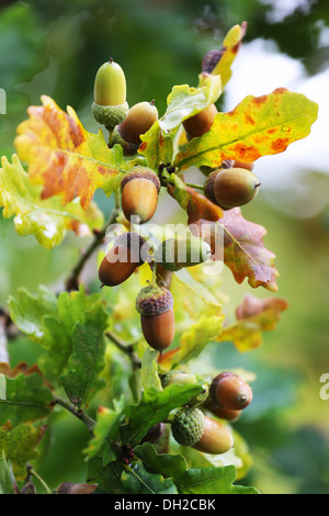 Acorn avec feuilles à l'automne saison Banque D'Images