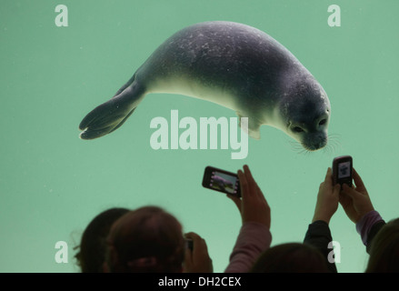 Phoque commun (Phoca vitulina) à la seal sanctuary Norden, Basse-Saxe Banque D'Images