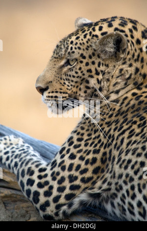Leopard se prélasser dans un arbre Banque D'Images