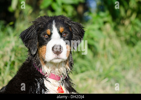 Birdie le bouvier bernois - la plus mignonne que vous verrez jamais ! Banque D'Images