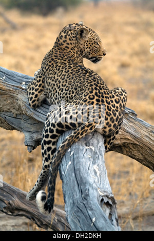 Leopard se prélasser dans un arbre Banque D'Images