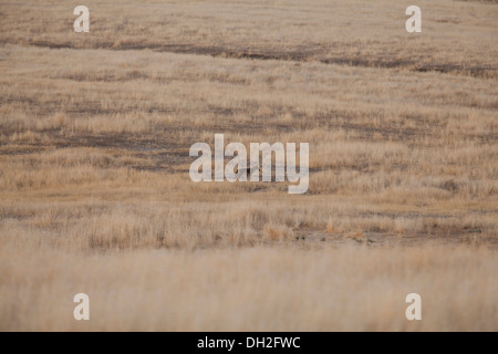 Coyote nord-américain dans le champ de l'herbe sèche (Canis latrans) - Californie, USA Banque D'Images