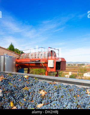 Raisins de cabernet sauvignon et appuyez sur rond dans l'air extérieur après la récolte Banque D'Images