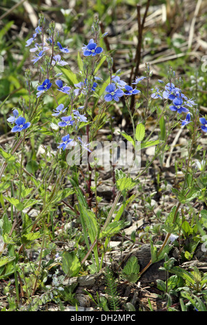 Germander speedwell, Veronica chamaedrys Banque D'Images