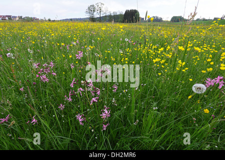 Lychnis flos-oculi et Ranunculus acris Banque D'Images