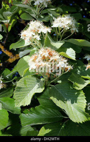 Sorbus aria Quercus palustris, Banque D'Images