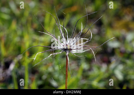 Pulsatilla vulgaris, Pasque flower, Seed head Banque D'Images