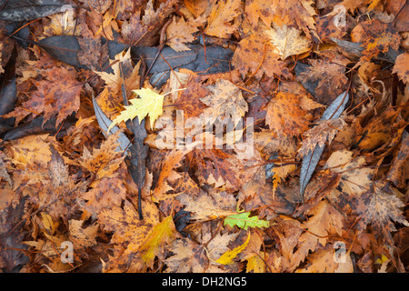 Les feuilles d'automne sur le terrain. Photo de fond naturel Banque D'Images