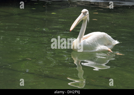 Rosy de Pelican zoo Jharkhand en Inde Asie Jamshedpur Banque D'Images