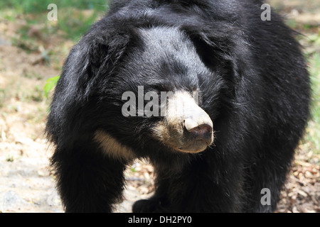 Ours d'Asie Inde Jharkhand Zoo Jamshedpur Banque D'Images