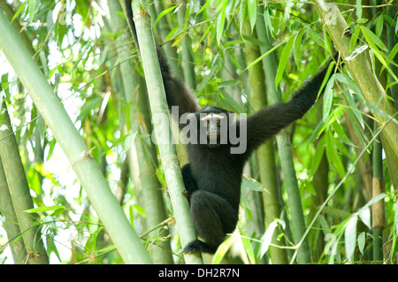 Hoolock Gibbon , Primate , Gibbons sont des singes de la famille Hylobatidae , sur le bambou , Hoollongapar Gibbon Sanctuary , Jorhat , Assam , Inde , Asie Banque D'Images